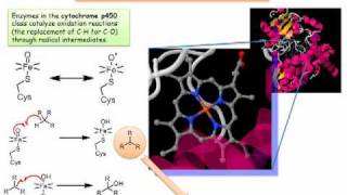 Cytochrome P450 Radicals in a Biochemical Setting [upl. by Anniram553]