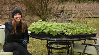 Planting Cool Flowers  Very Early Spring Hardy Annuals  Northlawn Flower Farm [upl. by Eerehs]