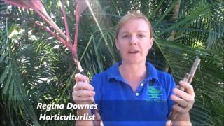 How to Prune your Cordyline rubra [upl. by Einnij380]