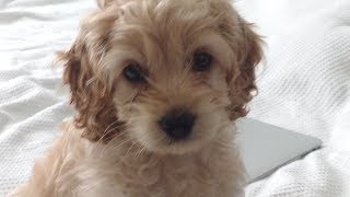 NEW COCKAPOO PUPPY 8 weeks old [upl. by Welby734]