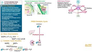 Cytochrome P450 Catalytic Cycle [upl. by Susanne419]