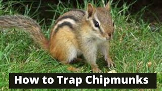 How To Trap Chipmunks [upl. by Irmo249]