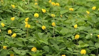 Perennial Peanut A New Ground Cover for Your Yard [upl. by Laband368]