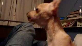 Chihuahua Puppy Barking Like a Wolf [upl. by Orecic335]