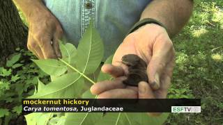 Trees with Don Leopold  mockernut hickory [upl. by Airlia]