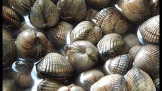 How To Cook CocklesFresh Penclawdd Welsh Cockles [upl. by Anurag]