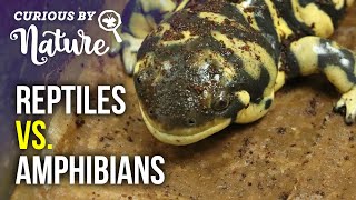 Reptiles amp Amphibians [upl. by Ilajna]