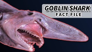 Goblin Shark Facts Nightmare of the Deep  Animal Fact Files [upl. by Enitsuj]