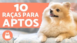 10 CACHORROS PARA APARTAMENTO raças  características [upl. by Ninnette]