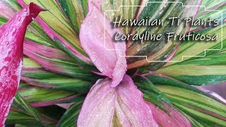 Growing Cordyline fruticosa  Hawaiian Ti Plants [upl. by Aynahs]