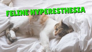 How To Help Cats With Feline Hyperesthesia  Two Crazy Cat Ladies [upl. by Ahkos191]