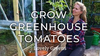 How to grow Greenhouse Tomatoes [upl. by Maitland361]