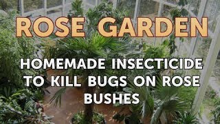 Homemade Insecticide to Kill Bugs on Rose Bushes [upl. by Jemmie207]