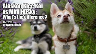 Alaskan Klee Kai vs Mini Husky Whats The Difference How Are They Similar [upl. by Aninaig143]