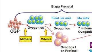 Línea cronológica de la OVOGENESIS [upl. by Rambort]