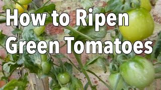 How to Ripen Green Tomatoes [upl. by Stevy]