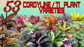 53 STUNNING CORDYLINE  TI PLANT VARIETIES [upl. by Kcirdehs202]