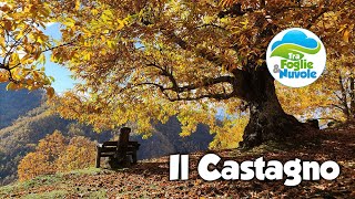 Lalbero del Castagno [upl. by Ready]