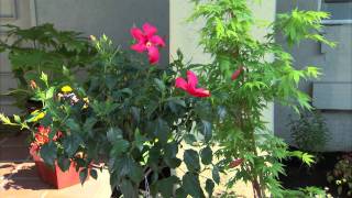 How to Create Your Own Landscape Garden [upl. by Nehtanhoj]