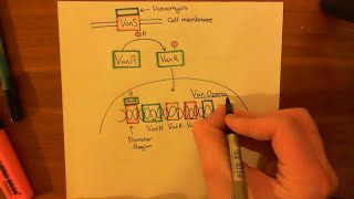 Vancomycin Resistant Enterococcus Part 2 [upl. by Adnamra]