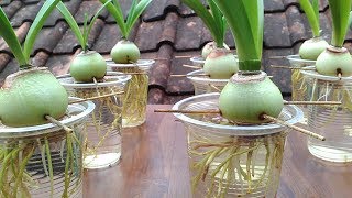 Grow Amaryllis in Water with Plastic Cups [upl. by Alyos]