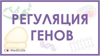 Регуляция экспрессии генов [upl. by Roxanne]