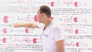 Fatty Acid Synthesis [upl. by Asiluj]