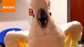 Foul Mouthed Cockatoo Hates Nails Trimmed [upl. by Budworth]