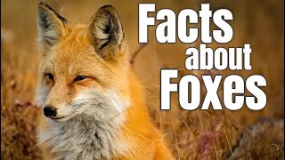 Fox Facts for Children [upl. by Lozano]