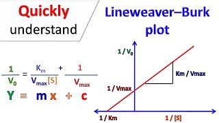 Lineweaver Burk plot [upl. by Thibaud]