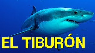 El TIBURÓN cómo vive alimentación nado morfología🦈 [upl. by Gawain273]