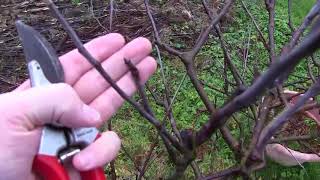 Pruning Espalier Apple Trees [upl. by Xeno342]