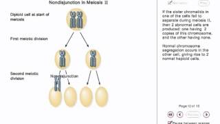 Chromosome Nondisjunction Animation [upl. by Oirtemed930]