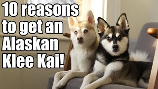 Alaskan Klee Kai 10 reasons why you need a Mini Husky [upl. by Anawot]