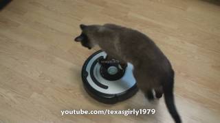 Cat shows HOW TO use iRobot Roomba Vacuum [upl. by Ellimak]