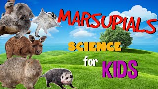 Marsupial Mammals  Science for Kids [upl. by Eseerehs704]