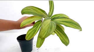 How to Grow and Care Cordyline Fruticosa Kiwi from Cuttings [upl. by Yhtak]