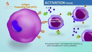 The Humoral Immune Response  Immunology Animations [upl. by Alexine]