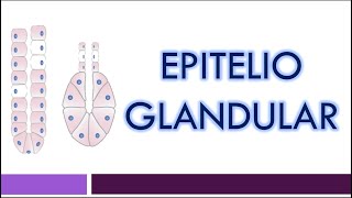 TEJIDO EPITELIAL Epitelio Glandular [upl. by Isaacson945]