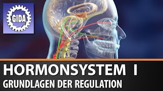 Trailer  Hormonsystem I  Grundlagen der Regulation  Biologie  Schulfilm [upl. by Salem]