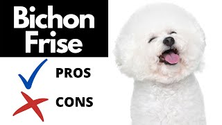 Bichon Frise Pros And Cons SHOCKING [upl. by Hairacaz938]