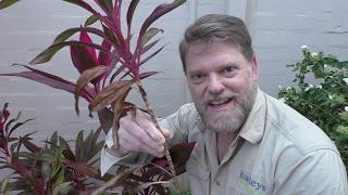 How To Grow a Cordyline From Cuttings and Growing Tips [upl. by Nnaeoj471]