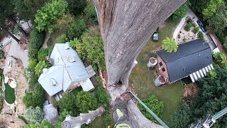 Big dead tree removal [upl. by Derek]