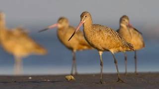 How Nature Works Barrier Island Foraging Strategies [upl. by Ynaffat]