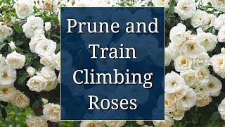 Prune and Train Climbing Roses [upl. by Jerome]