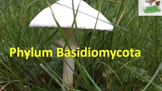 Basidiomycota [upl. by Fauman]