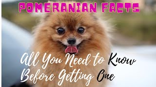 Facts About Pomeranian Dogs 101All You Need to Know [upl. by Monto325]