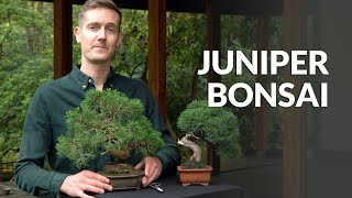 Juniper Bonsai tree care [upl. by Bower814]