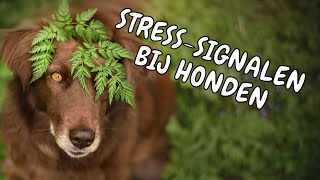 Stress signalen  calming signals bij honden [upl. by Skurnik]