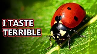 Ladybug facts aka ladybeetle facts  Animal Fact Files [upl. by Selec350]